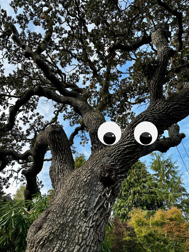 Could Saanich Become Canada’s Next Municipality to Recognize the Rights of Trees?