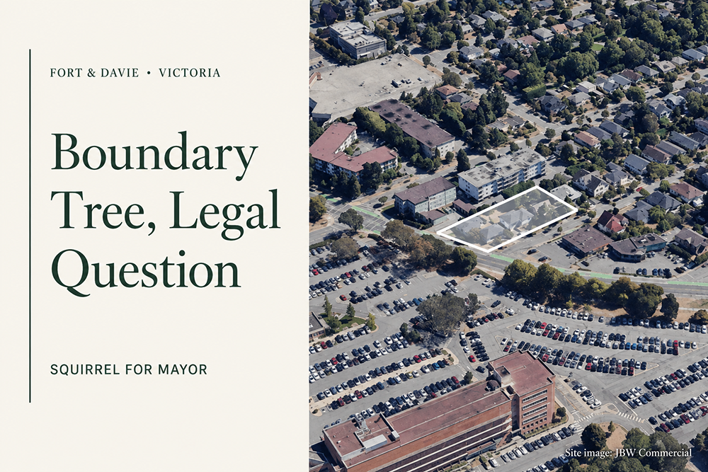 Boundary Tree Raises Legal Question for Fort Street Development